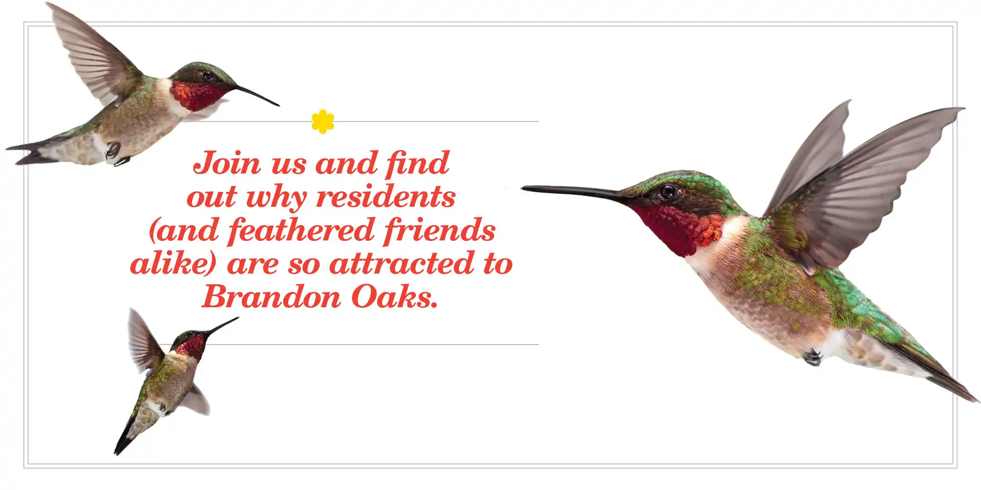 Join us and find out why residents (and feathered friends alike) are so attracted to Brandon Oaks